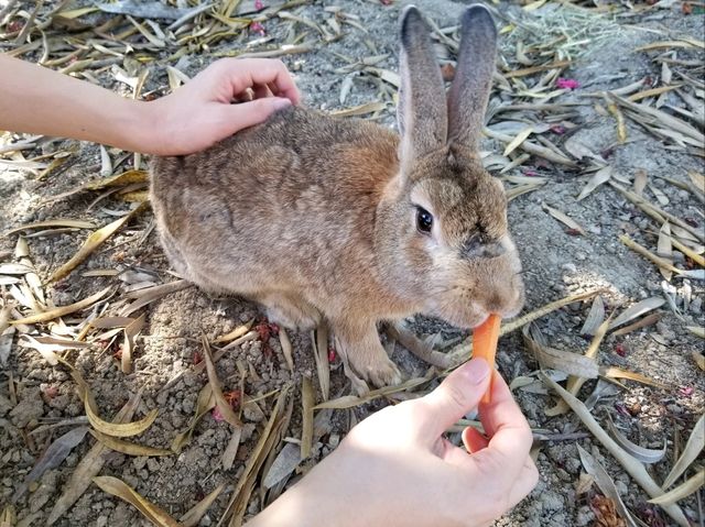 【広島】うさぎの島・大久野島の歴史と楽しみ方