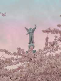 덴마크 코펜하겐🇩🇰 벚꽃 맛집 Langelinie Park🌸
