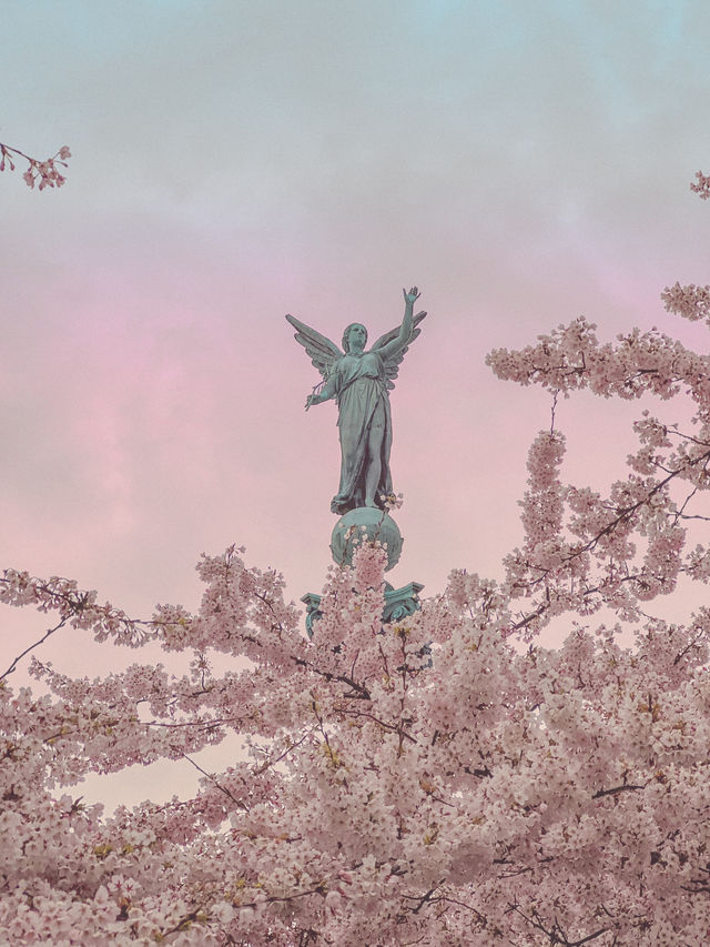 덴마크 코펜하겐🇩🇰 벚꽃 맛집 Langelinie Park🌸