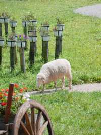 ไปให้อาหารน้องแกะที่ ม่อนแกะ เขาค้อ กัน 🌳🐑 