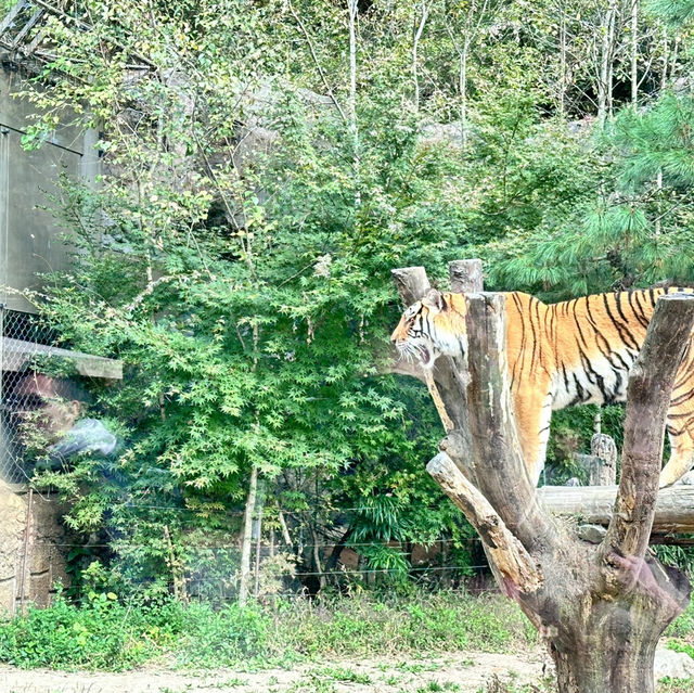 Arghhhh Autumn Tiger Valley in Everland 