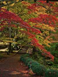【ここ行って】本当は教えたくない🙅カメラ好きは一度は行きたい紅葉🍁