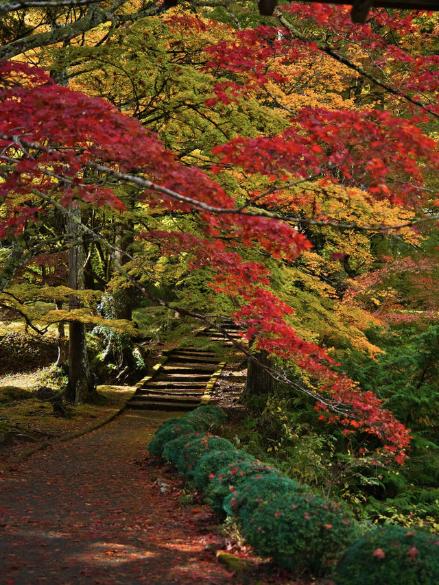 【ここ行って】本当は教えたくない🙅カメラ好きは一度は行きたい紅葉🍁