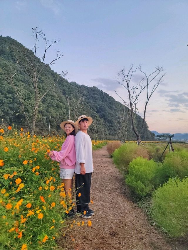 일몰무렵이 더 아름다운 가을꽃 천국🧡