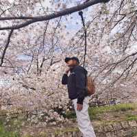 ไปดูซากุระ motoarakawa , saitama