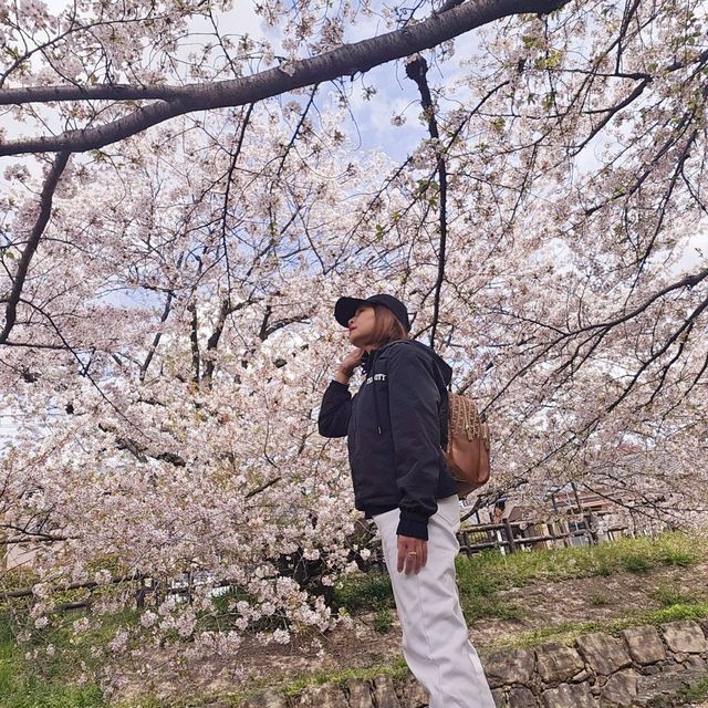 ไปดูซากุระ motoarakawa , saitama