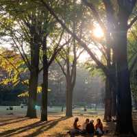 東京景點：東京代代木公園，鬧中取靜的綠色天地