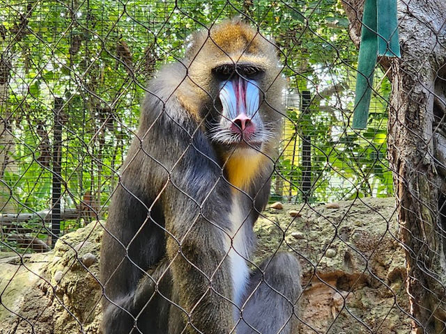 미국 여행 동물을 좋아한다면 San diego zoo❤️