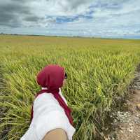 YELLOWISH PADDY FIELS SEKINCHAN 2024