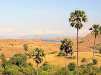 Komodo island - actual home of dragons 