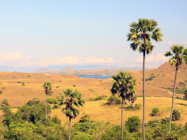 Komodo island - actual home of dragons 