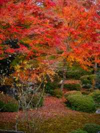 【紅葉特集】緑・黄・橙・赤のコントラストがすごい‼️日本初のあれがあるスポット🍁