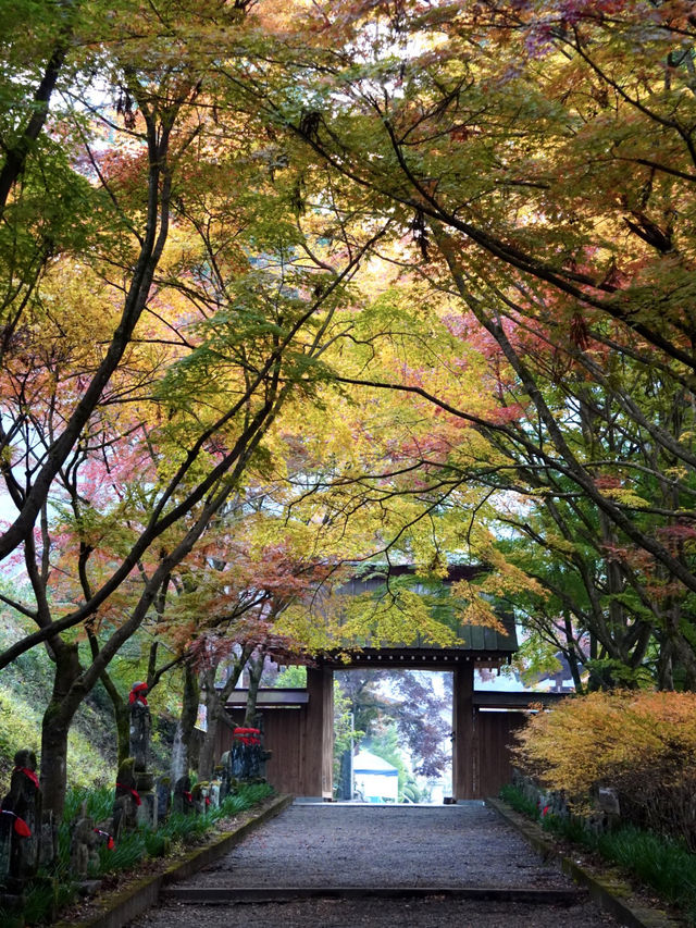 【栃木×佐野】参道に広がるグラデーション紅葉の絶景🍁