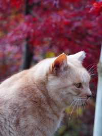 【栃木×佐野】 るろうに剣心のロケ地としても有名  紅葉 猫にも出逢える神社