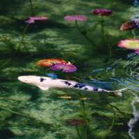  Monet's pond