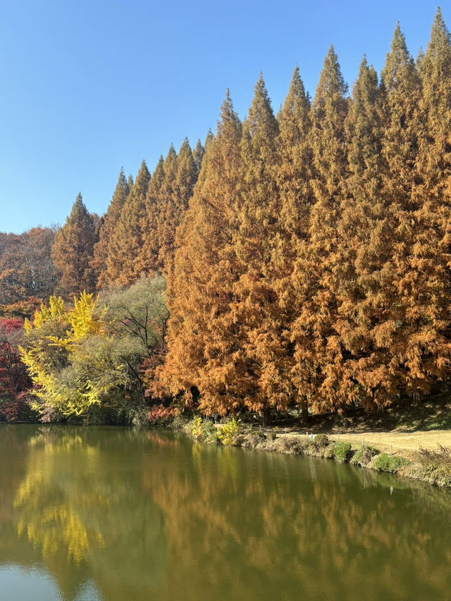 메타세콰이아길