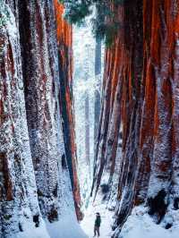 A Snowy Day in Sequoia National Park