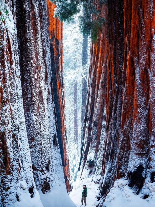 A Snowy Day in Sequoia National Park