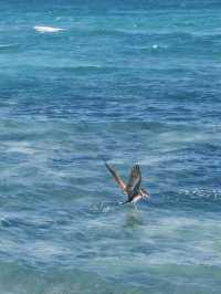 Tulum: Where Ancient Ruins Meet Caribbean Paradise