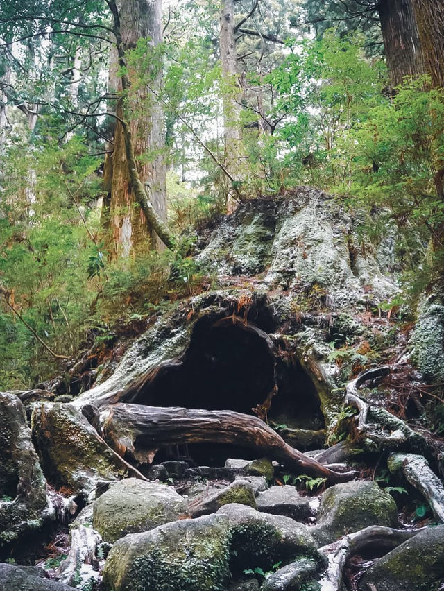 【冬のウィルソン株】オフシーズンの屋久島のおすすめ