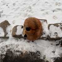 日本藏王狐狸村雪地100隻狐狸！超可愛！