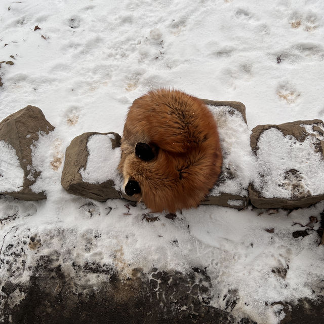 日本藏王狐狸村雪地100隻狐狸！超可愛！