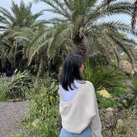 제주도 상가리야자숲 동남아 같은 이국적인 곳 🌴