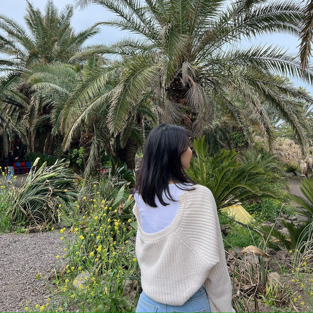 제주도 상가리야자숲 동남아 같은 이국적인 곳 🌴