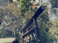 體驗愛與平靜的力量：野宮神社之旅 🌿✨