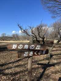 【佐久市🇯🇵】貯水池に集まる鳥が見える公園🕊️