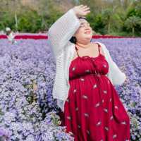 ฮอกไกโด Flower Park เขาใหญ่