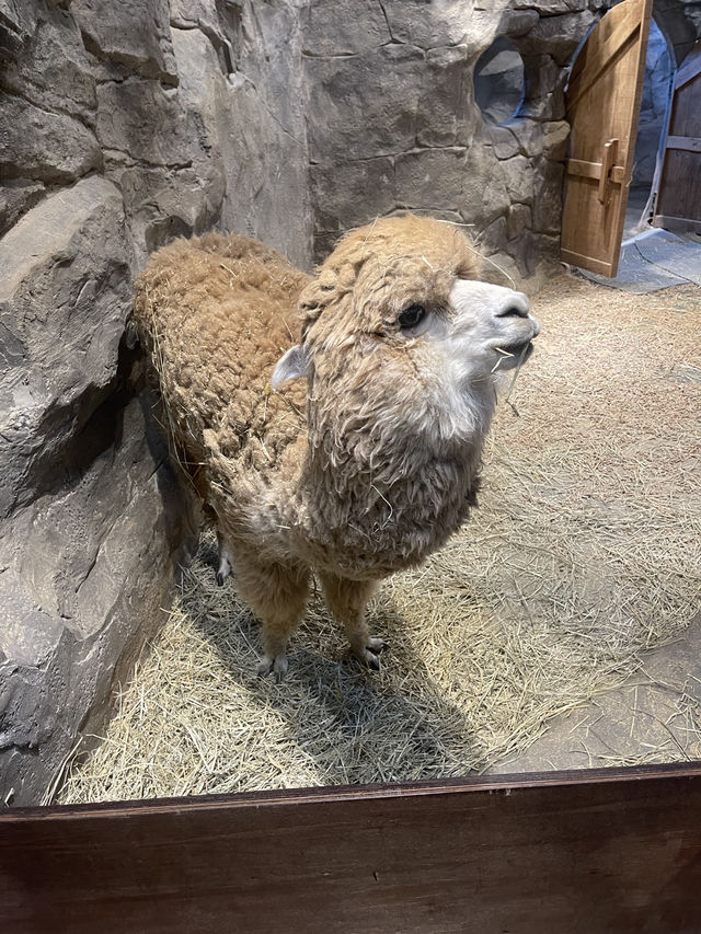 首爾親子家庭遊｜過千種動物的室內動物園｜水豚