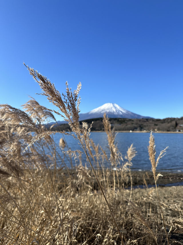 山中湖🇯🇵單車遊湖賞富士山🗻