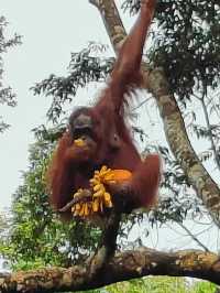 amazing Orang Utan