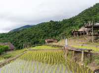 นาขั้นบันได บ้านป่าปงเปียง 🌾