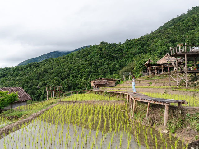 นาขั้นบันได บ้านป่าปงเปียง 🌾