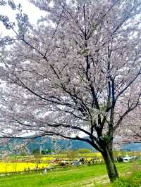 창녕 꽃구경 핫플🌸🌼🌷