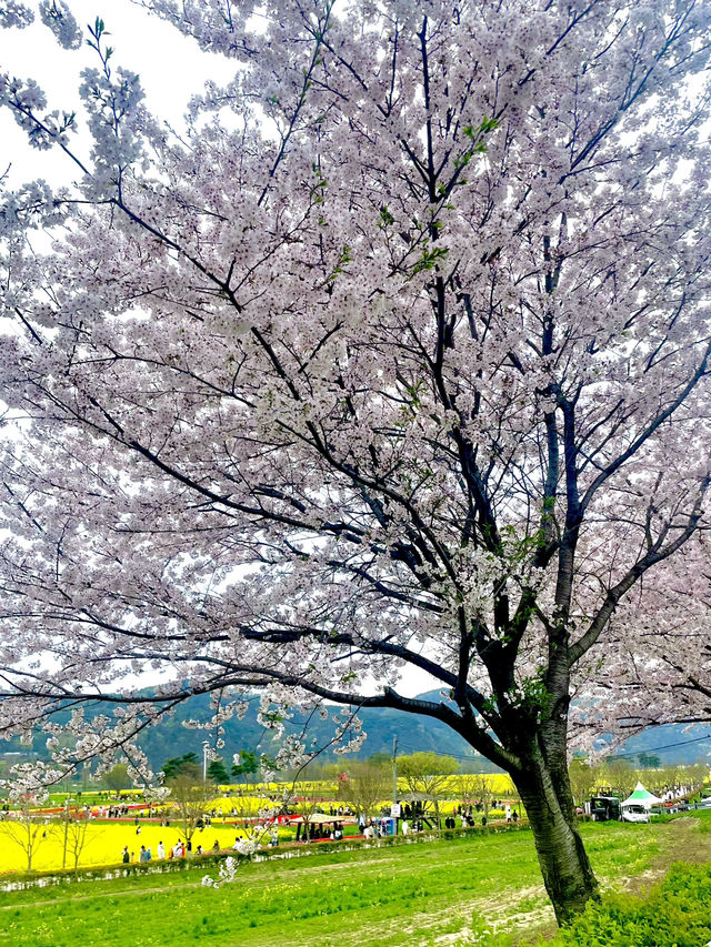창녕 꽃구경 핫플🌸🌼🌷