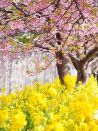 【神奈川×三浦海岸】桜、菜の花、電車のshot！お得きっぷを使って・・一足早く春旅へ・・