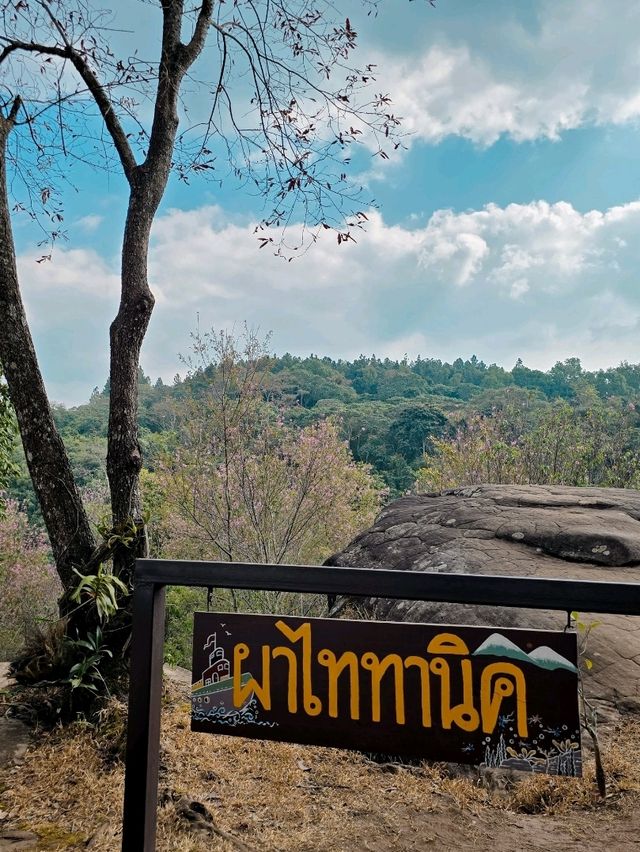 ดอกพญาเสือโคร่งแปลงสุดท้าย 📍ภูหินร่องกล้า