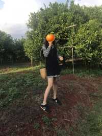 Spend an evening orange picking at Htoo Orange Farm 🍊 