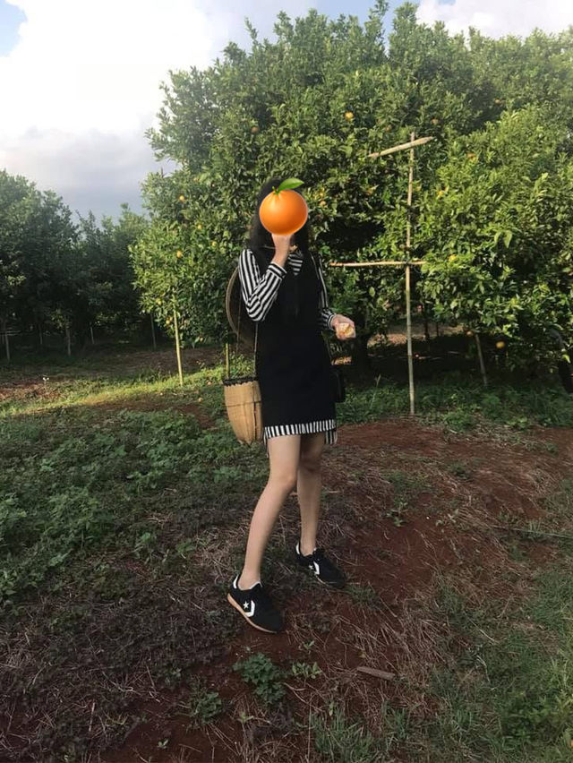Spend an evening orange picking at Htoo Orange Farm 🍊 