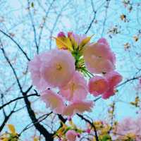 Shinjuku Gyoen: A Sakura Wonderland in the Heart of Tokyo 🇯🇵