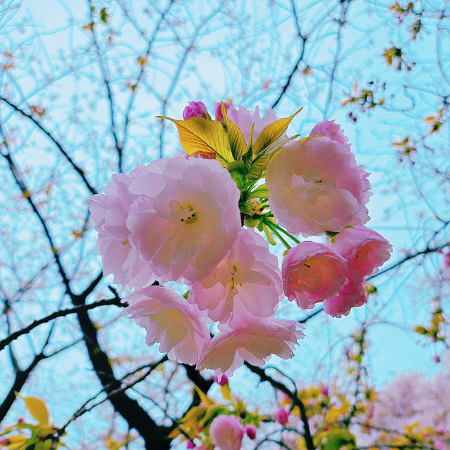 Shinjuku Gyoen: A Sakura Wonderland in the Heart of Tokyo 🇯🇵