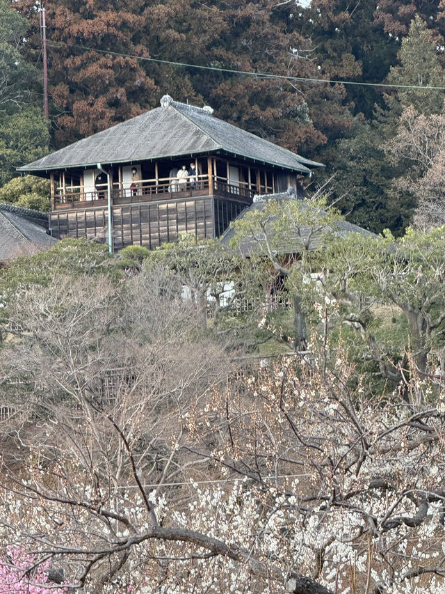 水戸の梅まつり