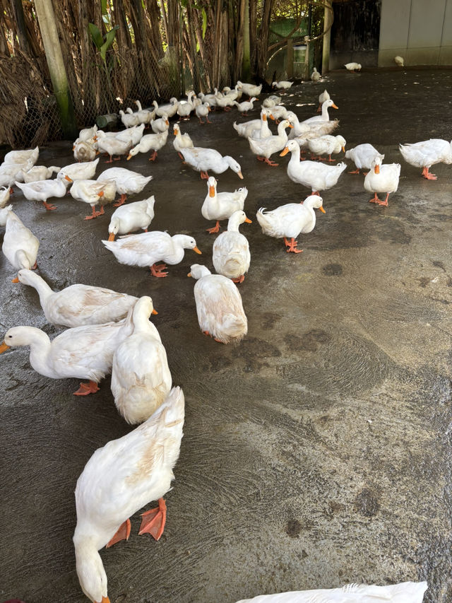 Become a Duck Leader in Phong Nha