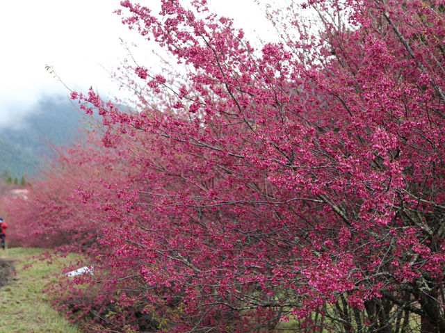 台中🌸 武陵農場櫻花，粉色浪漫爆擊！🌸 漫步花海，捕捉最美瞬間！📸💖