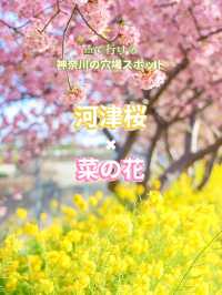 【神奈川の穴場】電車で行ける桜と菜の花の可愛いスポット
