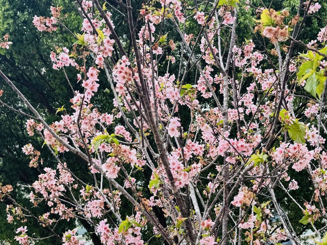 沙田石門看櫻花