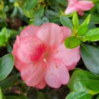 🌸 **鴨脷洲公園櫻花觀賞遊覽分享** 🌸